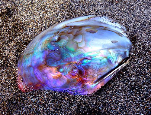 Iridized purple abalone shell showing natural color variations, showcasing its vibrant, ocean-inspired beauty.