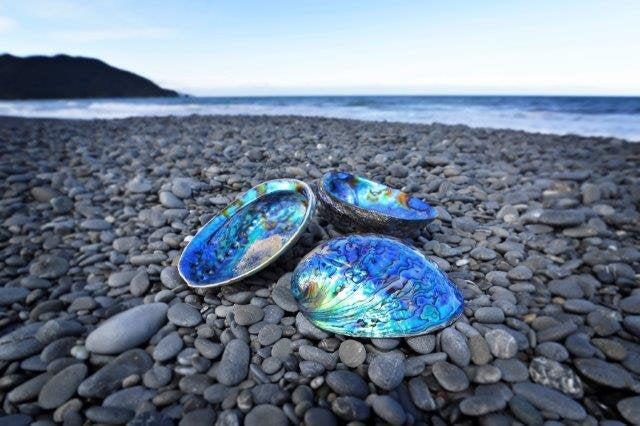 Abalone shells on a pebble beach with ocean waves in the background.