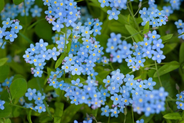 Forget me not plant growing naturally with vibrant blue flowers and fresh green leaves.