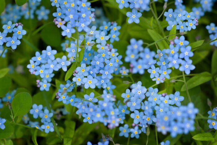 Collier de fleurs en or myosotis