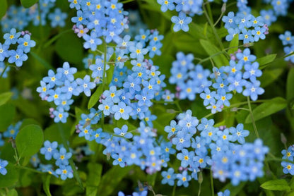 Goldene Vergissmeinnicht-Blumen-Halskette