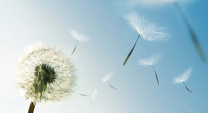 Delicate Dandelion Ring in 925 Sterling Silver