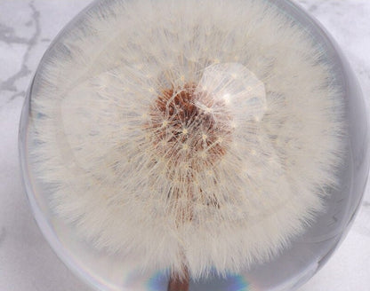 Real Dandelion Paperweight