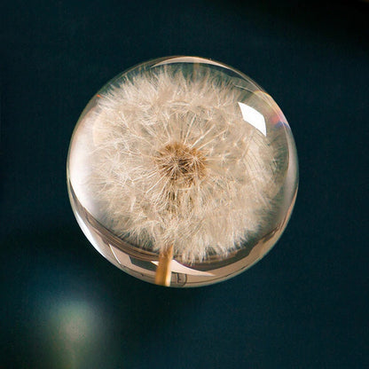 Real Dandelion Paperweight