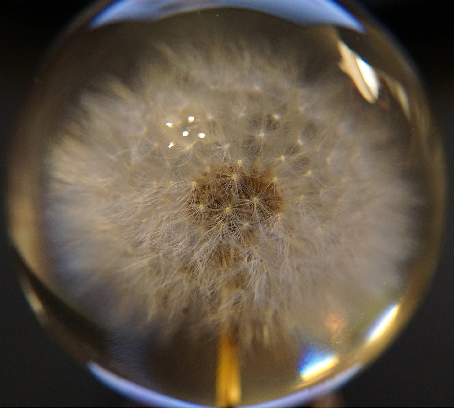 Real Dandelion Paperweight