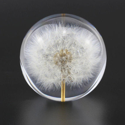 Real Dandelion Paperweight