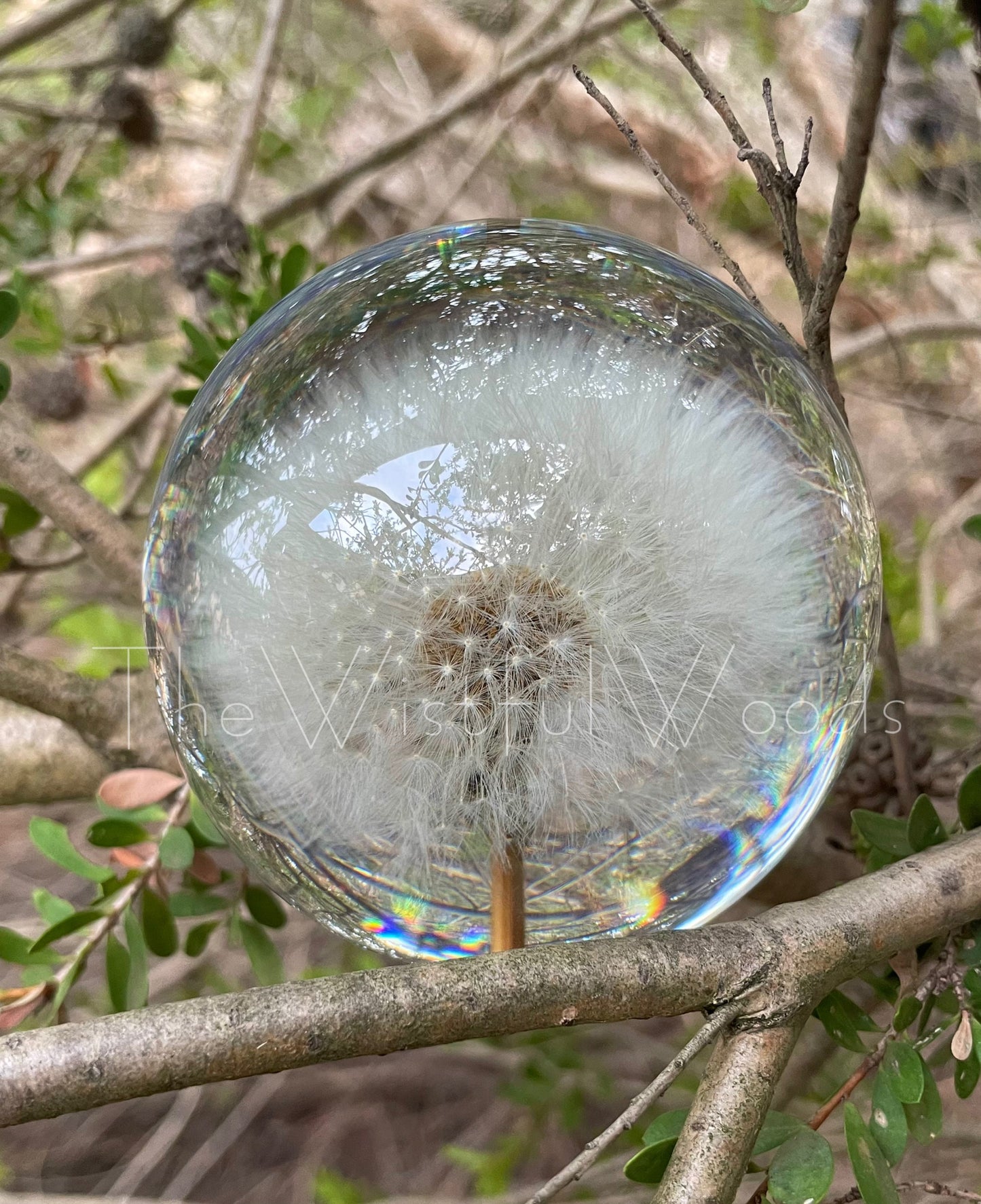 Preserved Dandelion Resin Keepsake