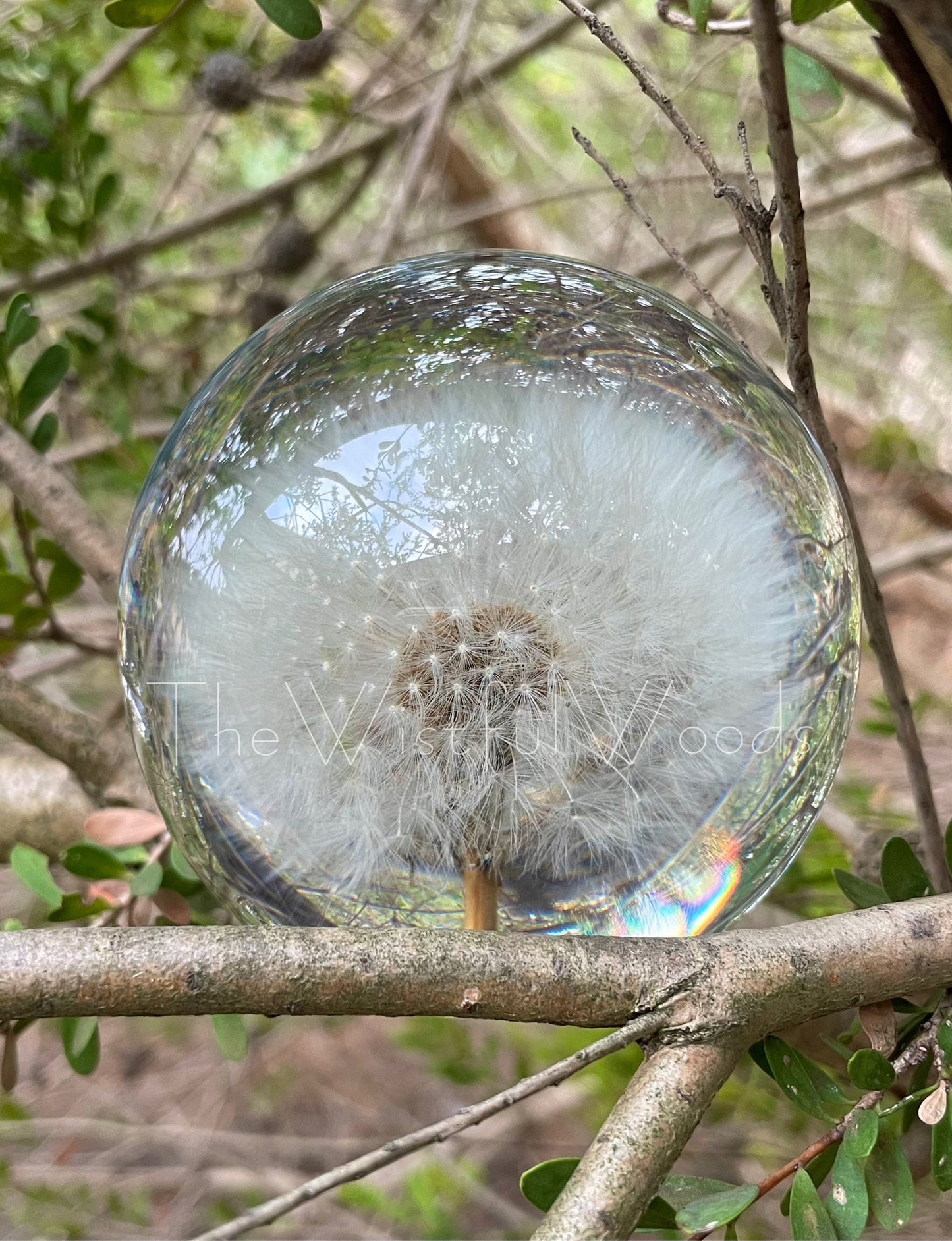 Preserved Dandelion Resin Keepsake