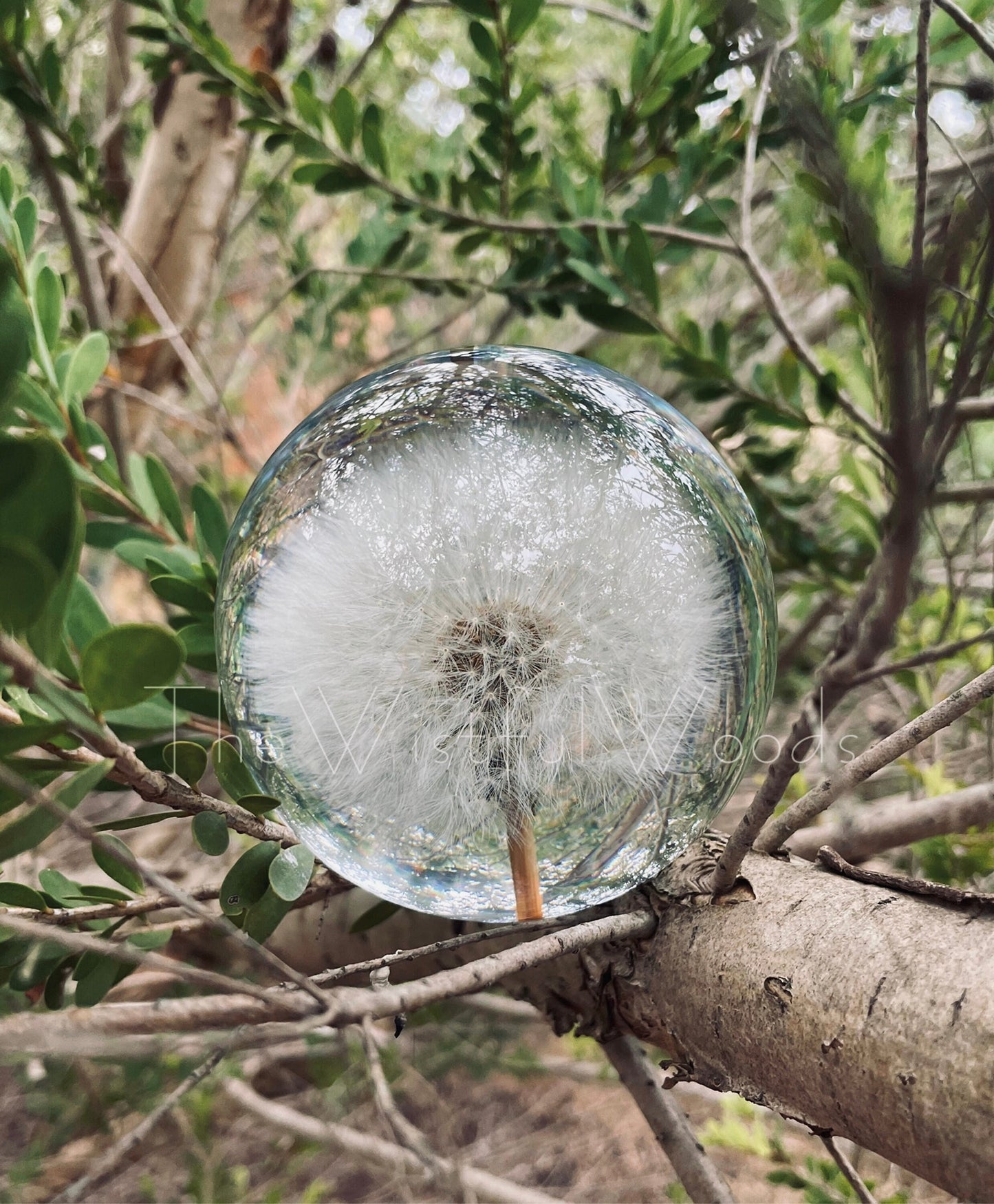 Preserved Dandelion Resin Keepsake