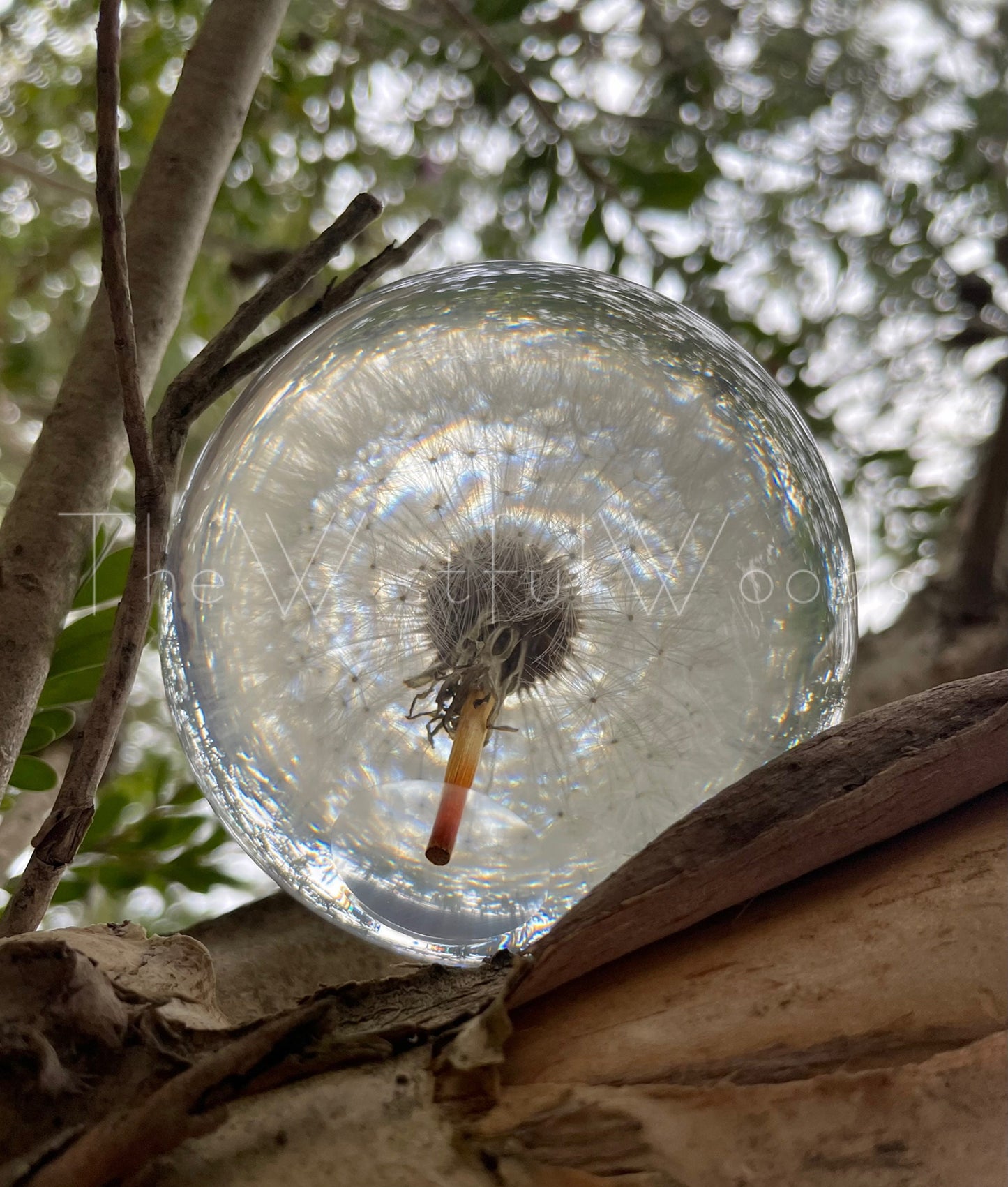 Preserved Dandelion Resin Keepsake